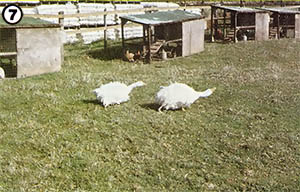 
[PHOTO 7] Two Sevastapol geese.  
